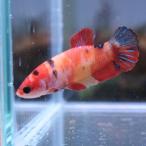 be tap la cut женский сладости -05F0116-019 Kochi тропическая рыба сервис тропическая рыба организм 