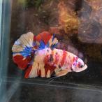  подведение счетов SALE тропическая рыба pra cut бойцовая рыбка мужской сладости -05M0801-052 организм 