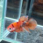  тропическая рыба pra cut бойцовая рыбка мужской сладости -05M0801-074 организм 