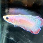  бойцовая рыбка двойной tail женский пастель 06F0301-018 тропическая рыба организм 