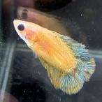  бойцовая рыбка двойной tail женский fancy желтый 06F0301-020 тропическая рыба организм 