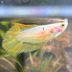  бойцовая рыбка двойной tail женский пастель желтый 06F0301-025 тропическая рыба организм 