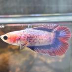  бойцовая рыбка двойной tail женский fancy 06F0905-028 тропическая рыба организм 