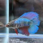  бойцовая рыбка двойной tail женский fancy голубой 06F1201-012 тропическая рыба организм 