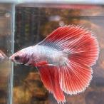  тропическая рыба двойной tail бойцовая рыбка мужской fancy 06M0116-013 полный moon организм 