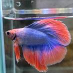  тропическая рыба двойной tail бойцовая рыбка мужской fancy 06M0116-023 полный moon организм 