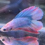  тропическая рыба двойной tail бойцовая рыбка мужской fancy голубой 06M0116-032 полный moon организм 