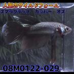 【売尽しSALE】 ベタ　ワイルド　オス　スマラグディナカッパー　08M0122-029　 熱帯魚　生体 4980→3980