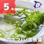 水草　カボンバ　5本　※バラ売り水草は4