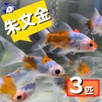ショッピング金魚 金魚　朱文金　Sサイズ　約6cm　3匹　※カラー/ 雌雄の指定不可　シュブンキン