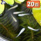 白メダカ20匹セット※雄雌のご指定不可