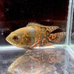 （熱帯魚）タイガーオスカー　1匹　約5-10cm前後　※カラー/雌雄の指定不可　アストロノータス　アメリカンシクリッド