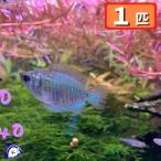 熱帯魚　ネオンドワーフグラミー　