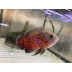 （熱帯魚）ルビーレッドオスカー　1匹　約7-10cm　※カラー/雌雄の指定不可　アストロノータス　アメリカンシクリッド