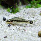  тропическая рыба oto раковина rus5 шт *koke брать . эксперт самец самка. . указание не возможно otosin средний otosin