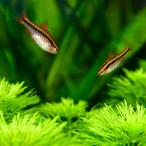  тропическая рыба Cherry клапан(лампа) 3 шт * самец самка. . указание не возможно 