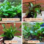  водоросли Cryptocoryne 4 вид MIX каждый 1POT( итого 4POT)wenti зеленый /wenti Brown / Roo талон s/pechi-