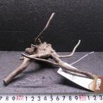  подведение счетов SALE ветка коряга libela дерево roots S 1 пункт предмет No.100 натуральный Delphi sak вытащенный завершено RIVERA 1280 иен -980 иен 