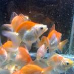  золотая рыбка MIX... Ryuukin Short tail Thai производство M размер примерно 8-10cm 1 шт * цвет / самка самец. указание не возможно ryu поплавок n