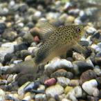 熱帯魚コリドラス・シミリス5匹※雄雌のご指定不可生体