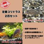  тропическая рыба стандартный Corydoras 2 вида комплект стерео rubai Jeury -2 шт комплект ( каждый 1 шт ) * самец самка. . указание не возможно начинающий комплект 