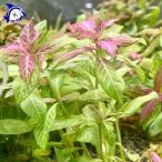 水草 ハイグロフィラ・ロザエネルビス 10本 ※バラ売り水草は4点まで同梱可能(ネコポス)