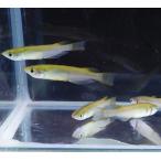 SALE средний чёрный me Dakar 30 шт река оризия * самка самец. . указание не возможно Япония пресноводная рыба организм 