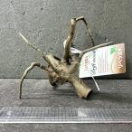  ветка коряга libela дерево roots S 1 пункт предмет No.251 натуральный Delphi sak вытащенный завершено RIVERA