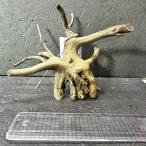  ветка коряга libela дерево roots S 1 пункт предмет No.254 натуральный Delphi sak вытащенный завершено RIVERA