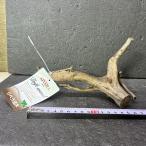  ветка коряга libela дерево roots S 1 пункт предмет No.263 натуральный Delphi sak вытащенный завершено RIVERA