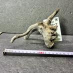  ветка коряга libela дерево roots S 1 пункт предмет No.266 натуральный Delphi sak вытащенный завершено RIVERA