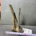  ветка коряга libela дерево roots S 1 пункт предмет No.274 натуральный Delphi sak вытащенный завершено RIVERA