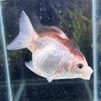 1 пункт предмет MIX Голландия Thai производство Panda M размер 7-10cm± 1 шт Голландия Lion Mask (.....) золотая рыбка организм 