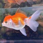 1 пункт предмет Голландия Lion Mask .. Thai производство M размер 7-10cm± 1 шт Sara sa..... золотая рыбка организм 