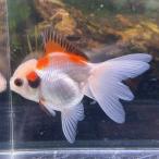 1 пункт предмет Голландия Lion Mask toli цвет Thai производство M размер 7-10cm± 1 шт ..... золотая рыбка организм 