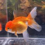 1 пункт предмет Голландия Lion Mask .. Thai производство M размер 7-10cm± 1 шт Sara sa..... золотая рыбка организм 