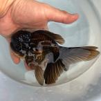 1点物黒オランダLLサイズ約10-15cm±1匹オランダ獅子頭金魚生体