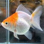 1 пункт предмет ..... Ryuukin Short tail Thai производство M размер примерно 7-10cm No.001ryu поплавок n Sara sa золотая рыбка организм 