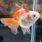 1 пункт предмет ..... Ryuukin Short tail Thai производство M размер примерно 7-10cm No.002ryu поплавок n Sara sa золотая рыбка организм 