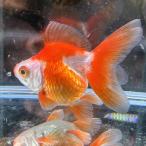 1 пункт предмет ..... Ryuukin Short tail Thai производство M размер примерно 7-10cm No.003ryu поплавок n Sara sa золотая рыбка организм 