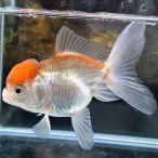 1 пункт предмет Голландия Lion Mask toli цвет Thai производство M размер 7-10cm± No.006 Sara sa..... золотая рыбка организм 