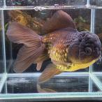 1 пункт предмет чёрный Голландия LL размер примерно 10-15cm± 1 шт Голландия Lion Mask ..... золотая рыбка организм 