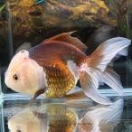 1 пункт предмет перо . Голландия L размер 8-13cm± Panda Голландия Lion Mask ..... золотая рыбка организм 