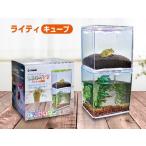 在庫処分　 ゼンスイ　LEDライト付クリスタルケース　ライティキューブ　ピンク　LIGHTY