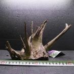  коряга черный звуковой сигнал S 1 пункт предмет BH0911-001 натуральный sonekemifaak вытащенный отделка завершено 