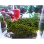 水草 ジャワモス付木炭