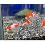 ( золотая рыбка ) комета S размер примерно 6cm 5 шт * цвет / самка самец. указание не возможно 