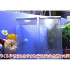 ワイルドベタにもおすすめプラスチック水槽　白色　1個