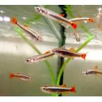（熱帯魚）アカヒレ　10匹　生体　