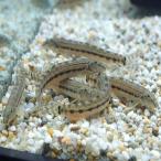 [ бесплатная доставка ]simadojoul крепкий ...... низ песок уборка позиций lme Dakar * золотая рыбка ...OK биотоп l начинающий предназначенный пресноводная рыба l бесплатная доставка * клик post 